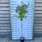 Ibištek sýrsky (Hibiscus Syriacus) ´BLUE CHIFFON´® - výška 120-140 cm, kont. C5L - NA KMIENKU